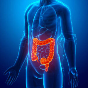 Digestion