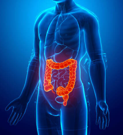 digestion